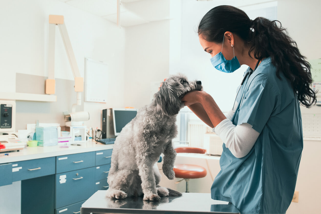 A vet working with a dog in her office.