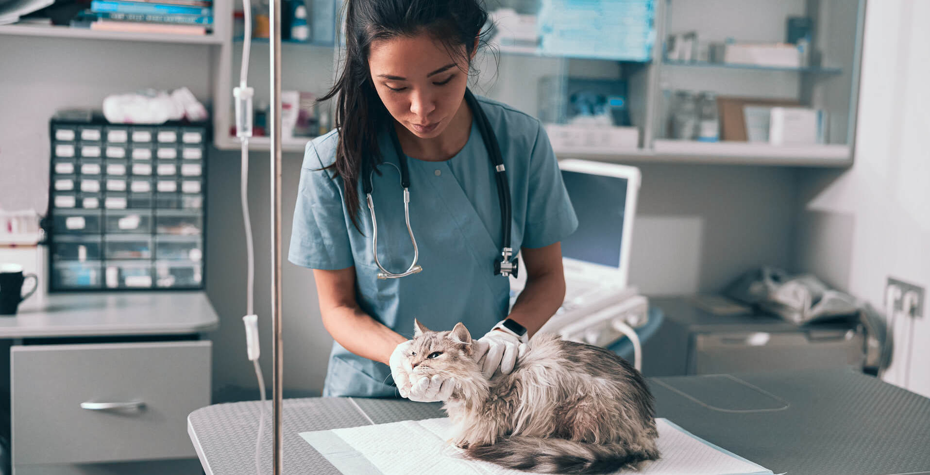 A vet working with a cat in her office.